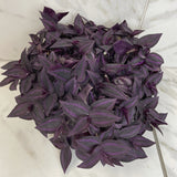 Tradescantia Zebrina Red Mini on a marble surface