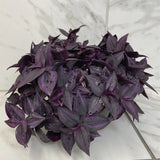 Tradescantia Zebrina Red Mini on a marble surface