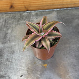 Small Cryptanthus Pink on a metal surface with wooden background