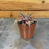 Cryptanthus Pink on a metal surface with a wooden background