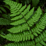 Thelypteris kunthii Southern Shield Fern - Qt. Pots - Flat of 10