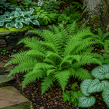 Thelypteris kunthii Southern Shield Fern - Qt. Pots - Flat of 10