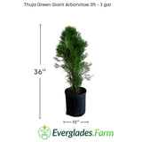 Thuja - Green Giant Arborvitae