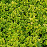 Thymus 'Archer's Gold' in 4.5 inch Pots - Flat of 10