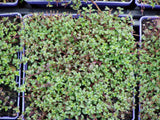 Thymus praecox 'Coccineus' - 4.5 inch Pots - Flat of 10