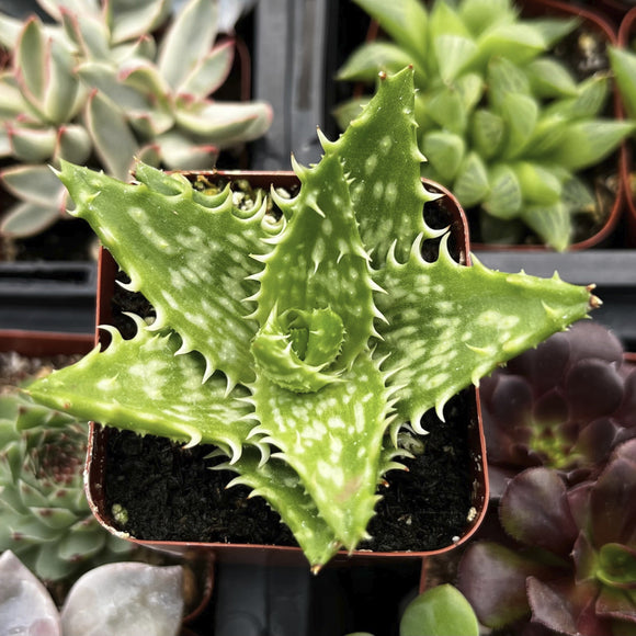 Aloe juvenna aka Tiger Tooth Aloe  plant in a pot with other plants in the background