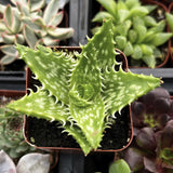 Aloe juvenna aka Tiger Tooth Aloe  plant in a pot with other plants in the background