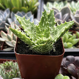 Aloe juvenna aka Tiger Tooth Aloe plant in a pot surrounded by other succulents