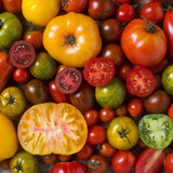 Assorted colorful tomatoes including red, yellow, and green varieties. TOMATO Seeds, Heirloom Blend