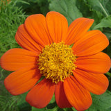 Mexican Sunflower (pack)