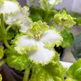 Close-up of a African Violet EK-Izumrudniye Rozi Leaf Cutting - Emerald Roses - Saintpaulia Propagation
