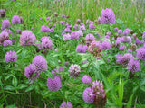 Field of purple clover flowers in a grassy area Red Velvet™ Alternative Lawn Seed (Red Carpet Clover)