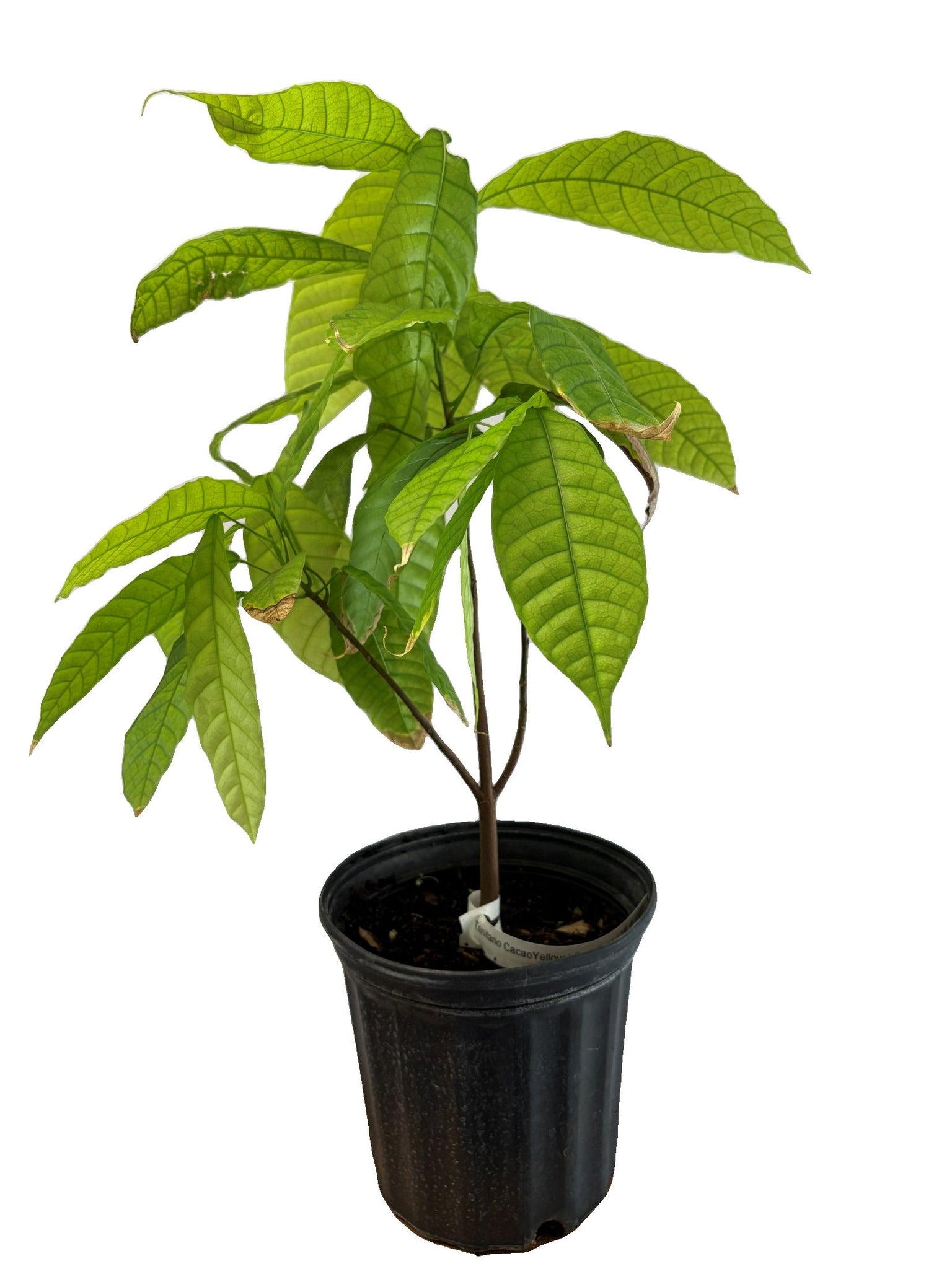 GoGardenNow Trinitario Cacao Tree - Thumbnail 2