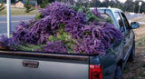 Lavender plants in the bed of a pickup truck on a road with houses and trees in the background.