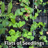 Coral Honeysuckle Live Plant – Lonicera sempervirens – Native Hummingbird Vine, Zones 4–9
