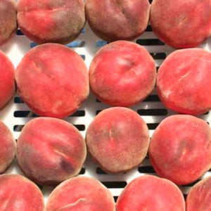 UF One Peach Tree Grafted on a metal grid