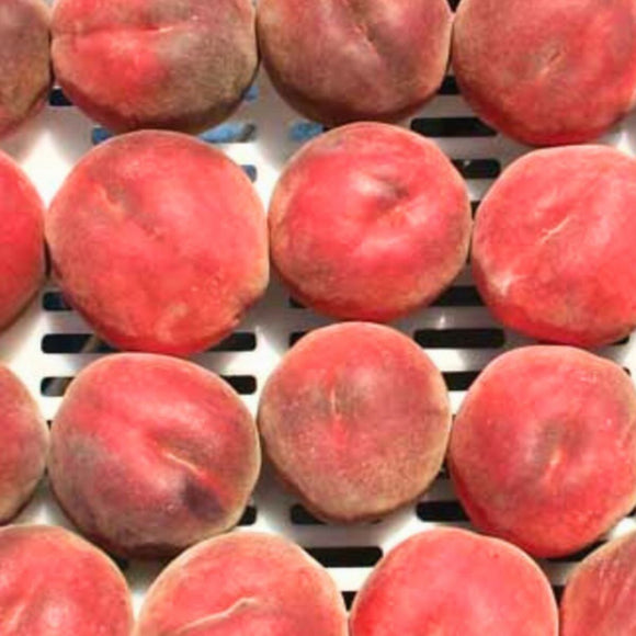 UF One Peach Tree Grafted on a metal grid
