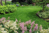 Lush green lawn with pink and white astilbe in a garden setting Ultimate Clover Lawn Mix: Low-Maintenance, Eco-Friendly Yard, MicroClover Lawn Seed