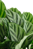 Close-up of a Calathea Concinna 'Freddie' with a white background