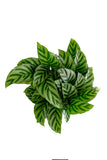 Calathea Concinna 'Freddie' with white stripes on a white background