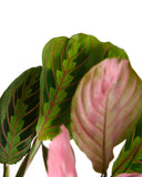 Close-up of a Maranta Red 'Prayer Plant' with pink and green coloration on a white background