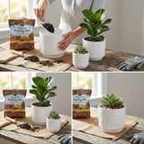 Person planting a plant with Organic Potting Mix on a wooden table. 3-Piece White Stoneware Planter Pot Set with Soft Vertical Texture