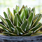 Variegated Queen Victoria Agave succulent plant with white stripes in a pot against a blurred natural background