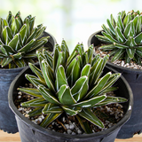 Three potted Variegated Queen Victoria Agave succulents with white stripes on a blurred background