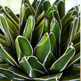 Close-up of a Variegated Queen Victoria Agave succulent plant with white edges