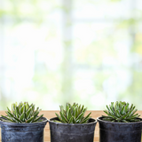 Three potted Variegated Queen Victoria Agave plants on a wooden surface with a blurred natural background