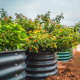 Row of potted plants with green leaves and small orange flowers in a garden setting.