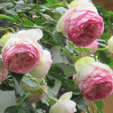 Close-up of Eden Climbing Roses with green leaves