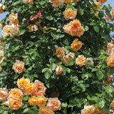 Vibrant Garden Sun Yellow Climbing Roses with green leaves against a clear blue sky.