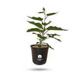 Vincent Fuzzy Kiwi Vine (Female Pollinator)