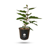 Vincent Fuzzy Kiwi Vine (Female Pollinator)