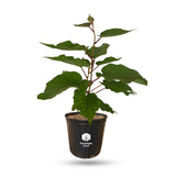 Tomuri Fuzzy Kiwi Vine (Male Pollinator)