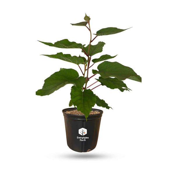 Vincent Fuzzy Kiwi Vine (Female Pollinator)