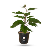 Vincent Fuzzy Kiwi Vine (Female Pollinator)