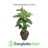Potted Violet de Bordeaux Fig Tree with Everglades Farm logo on a white background