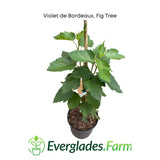 Potted Violet de Bordeaux Dwarf, Fig Tree with Everglades Farm logo on a white background