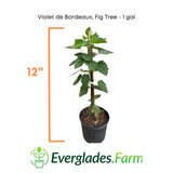 Potted fig tree with measurement indicator and Everglades Farm logo on a white background