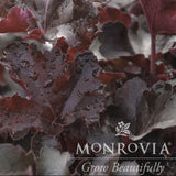 Balboa Sunset® Heuchera