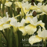 Butter & Sugar Siberian Iris