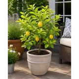 Harvey Lemon Tree (FL)