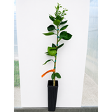 Valencia Orange Tree (FL)