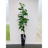 Potted plant against a white wall with a grassy area in the background