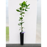Persian 'Bearss' Lime Tree (FL)