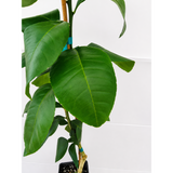 Ray Ruby Grapefruit Tree (FL)