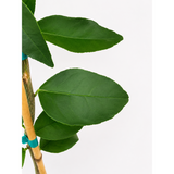 Persian 'Bearss' Lime Tree (FL)