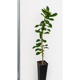 Kaffir Lime Tree